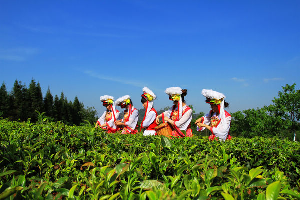 理想科技焦家良两会提议设立“中国茶节”  传播中华文明